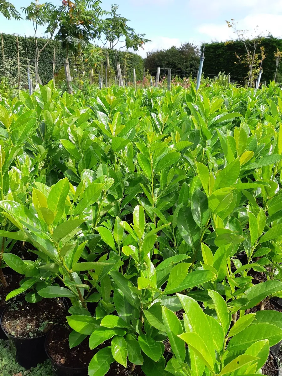 Trees , laurel,   hedging - Image 4