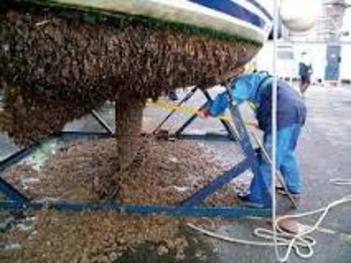 5 lts Antifouling Marine Paint - Image 4