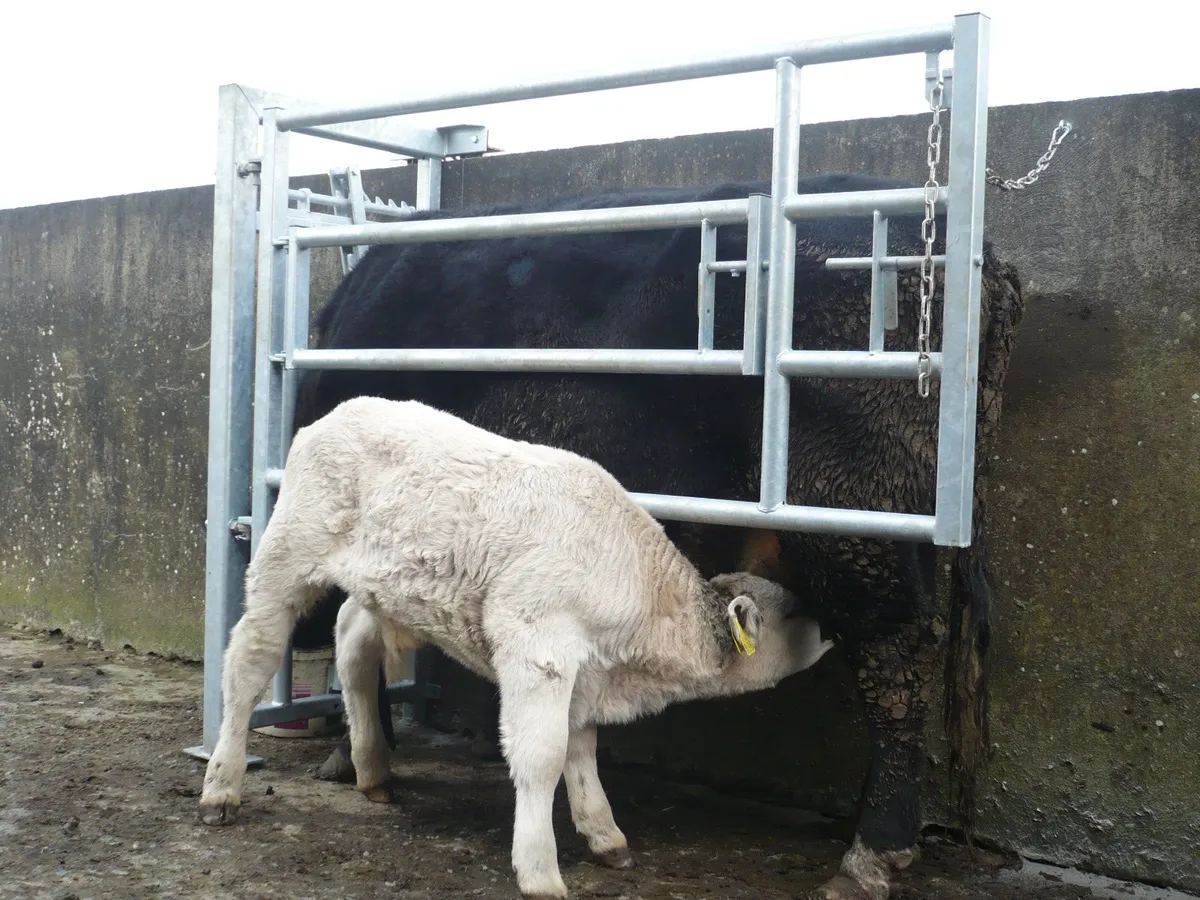 calving gates - Image 2