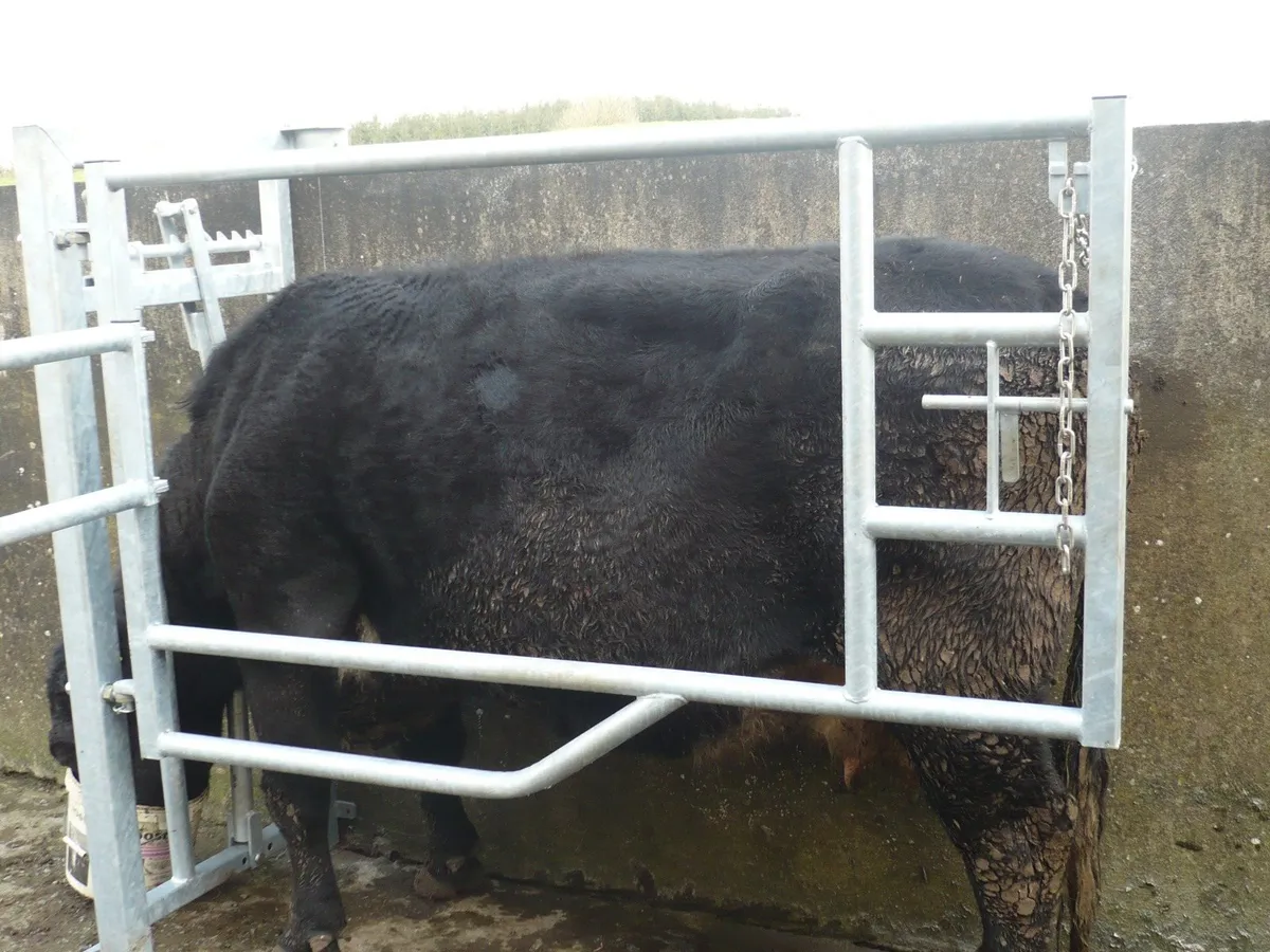 calving gates - Image 3