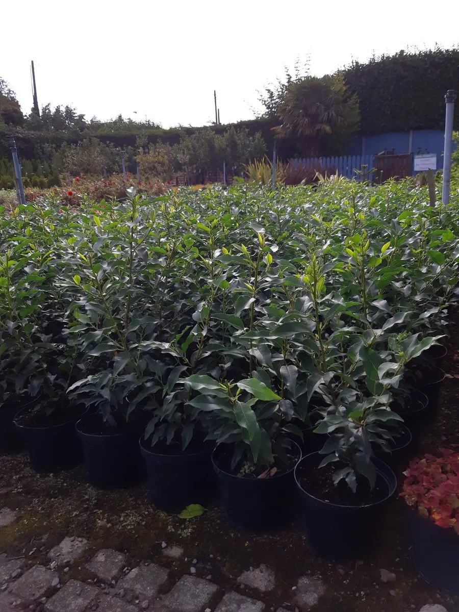 Portuguese laurel  hedging