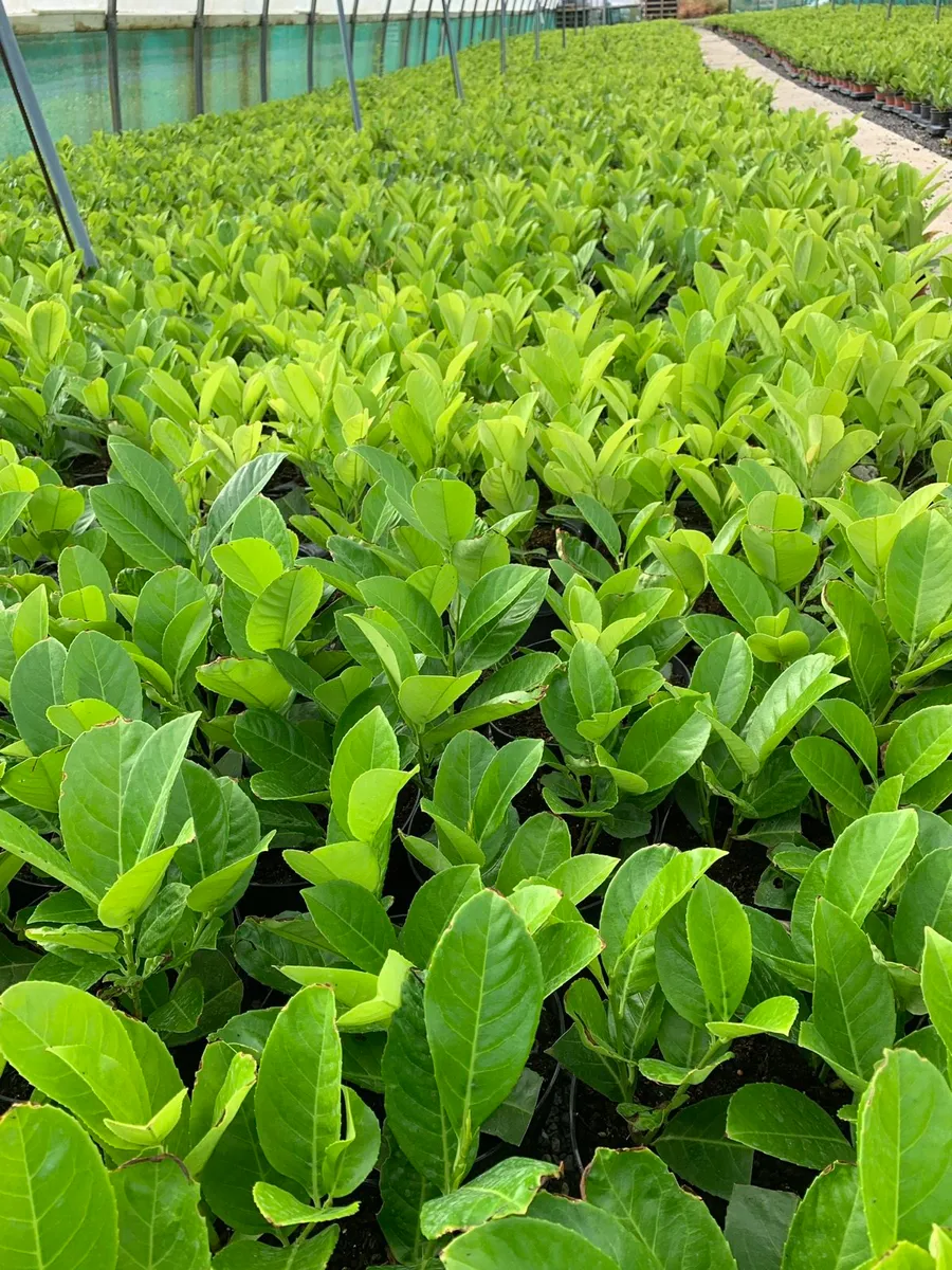 Potted Hedging and trees - Image 1