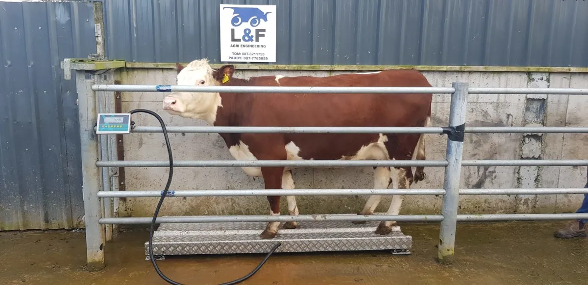 Cattle Weighing Scales (Qualify for BEEP and TAMS) - Image 2