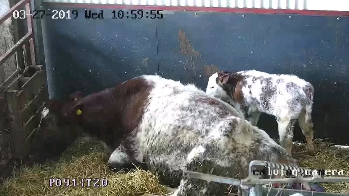 Farm security, calving cameras, gate automation - Image 1
