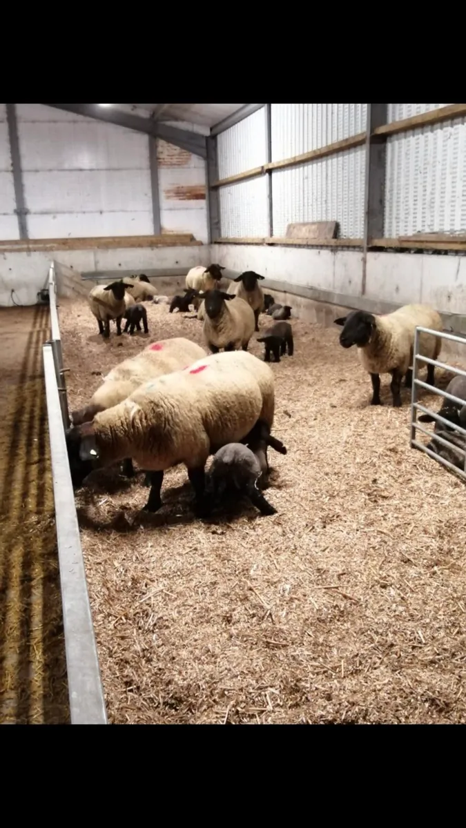 Miscanthus Bedding Horse's, Cows, Weanings, Sheep, - Image 3