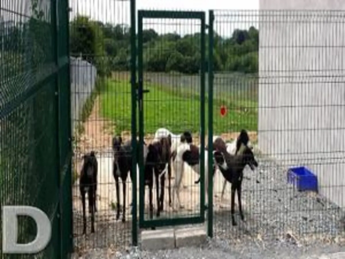 Fencing,  Gates, Double gates, Dog Run. - Image 4