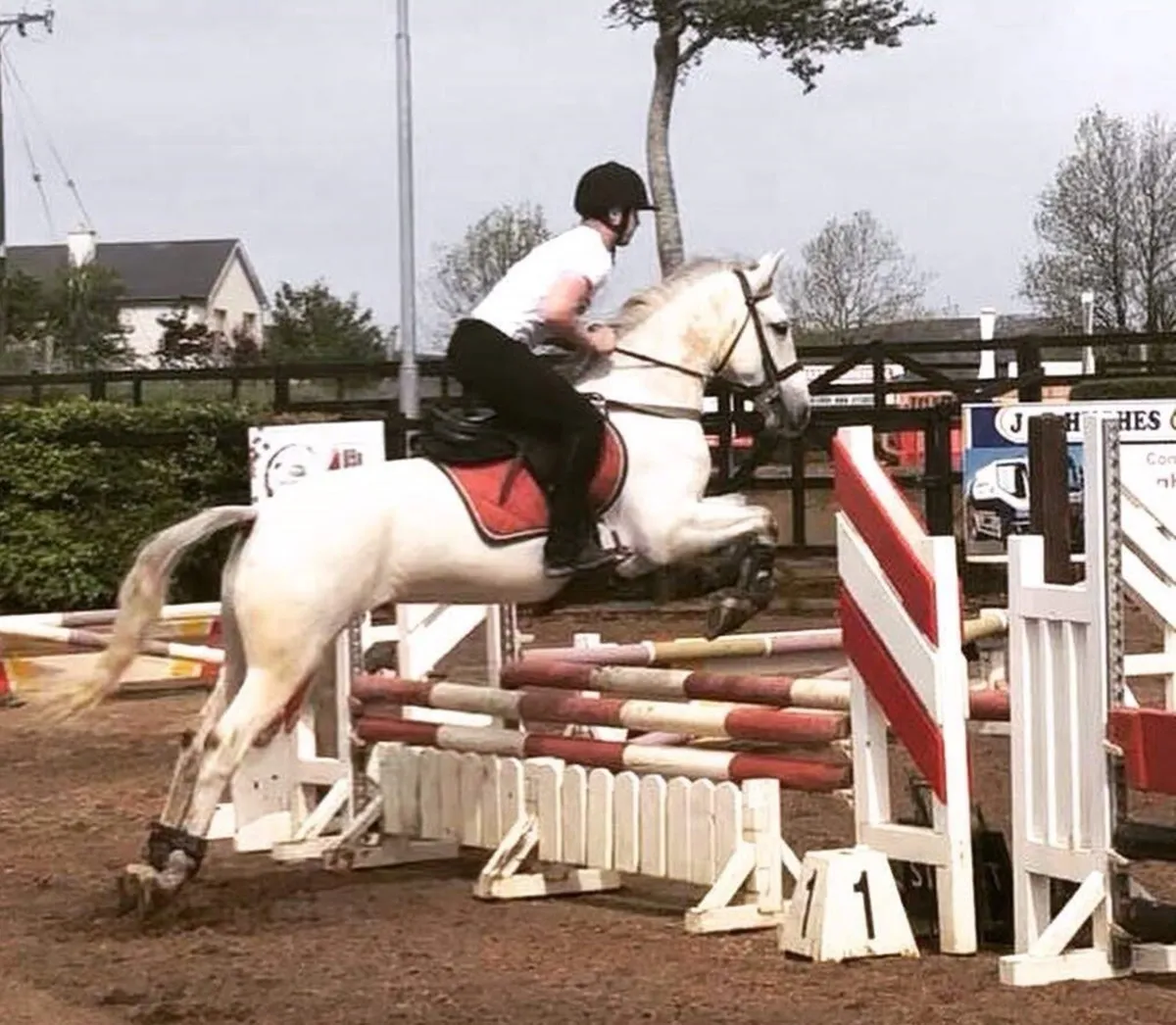 Do You Want To Work With Horses? - Image 4