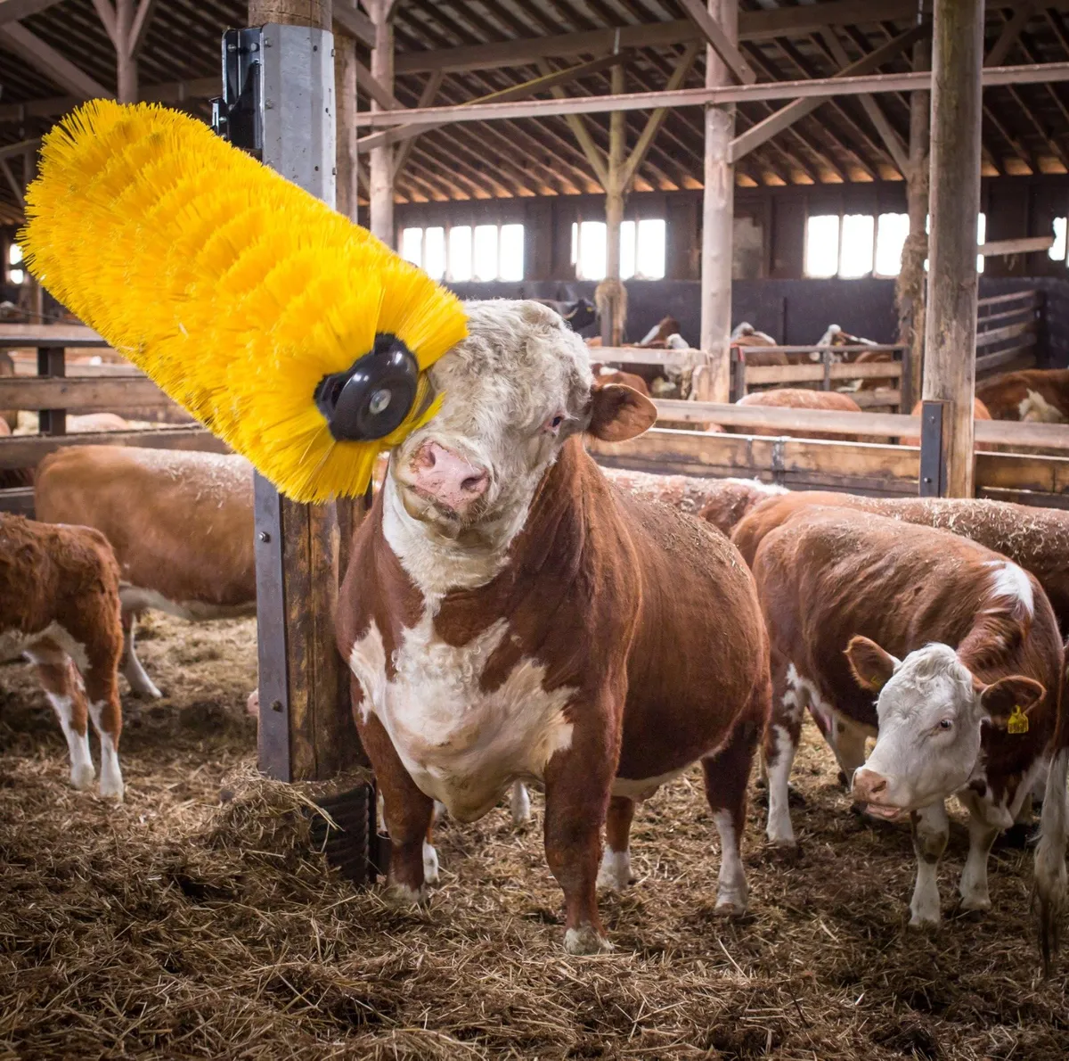 Cow Brushes