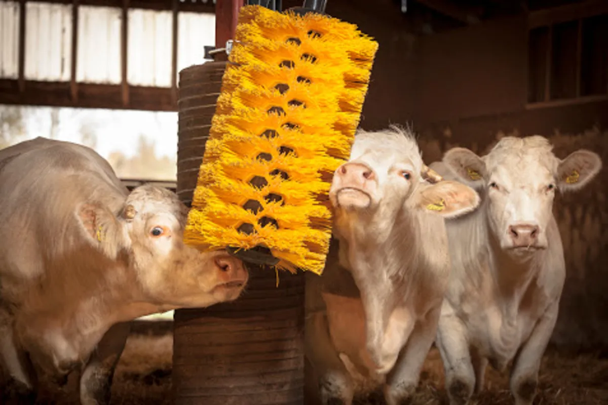 Cow Brushes - Image 2