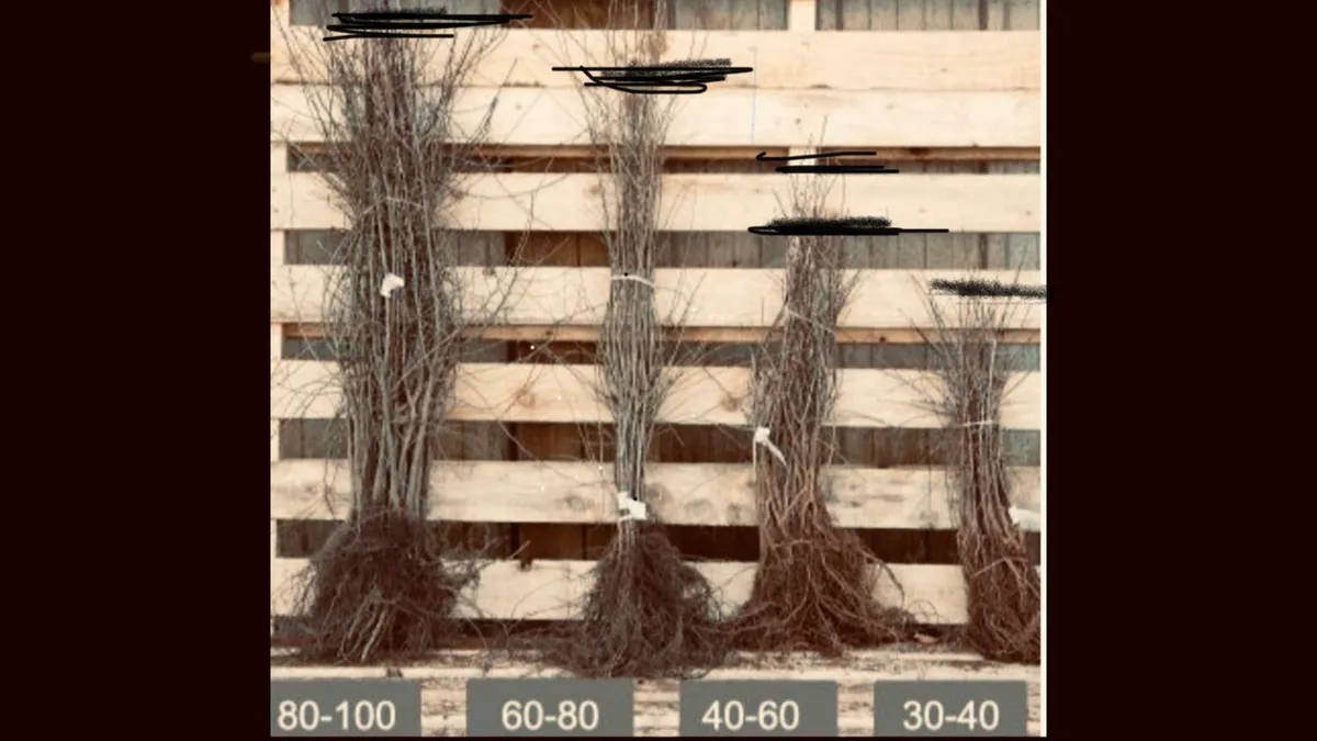 WHITETHORN (Hawthorn) hedging from €35 per 100 🌿 - Image 1