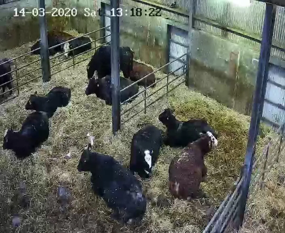 Calving cameras/farm security - Image 3