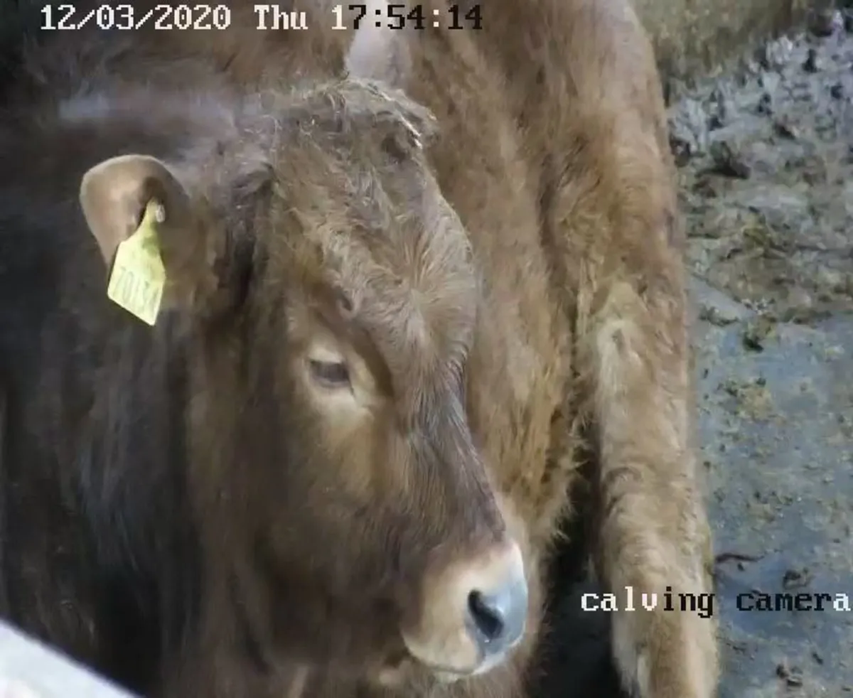 Calving cameras/farm security - Image 4