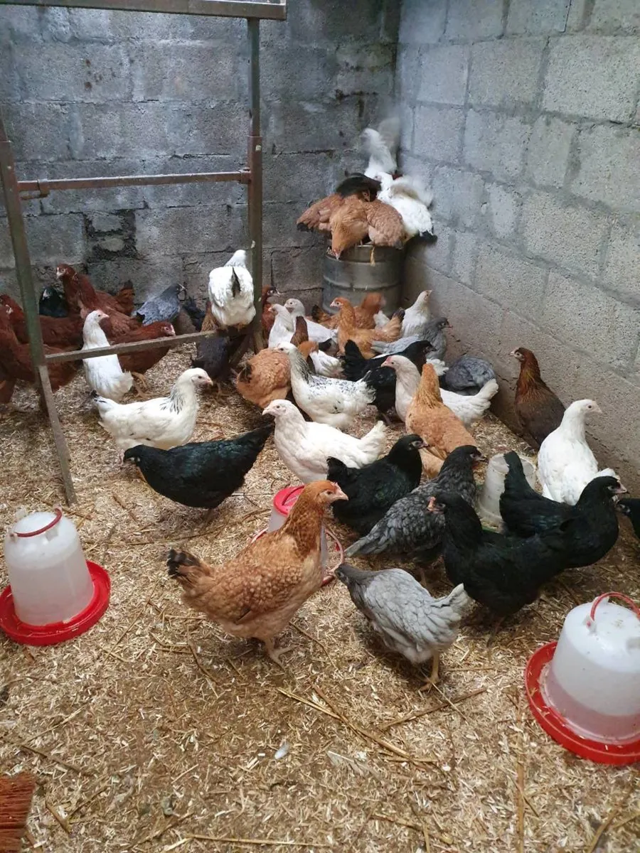 Kildare Pullets/ Hens, poultry,  Co. Kildare - Image 1