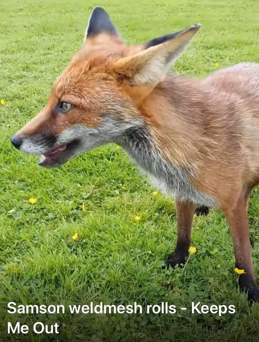 Weld mesh-Hens-Birds- Fox- Dog- Garden