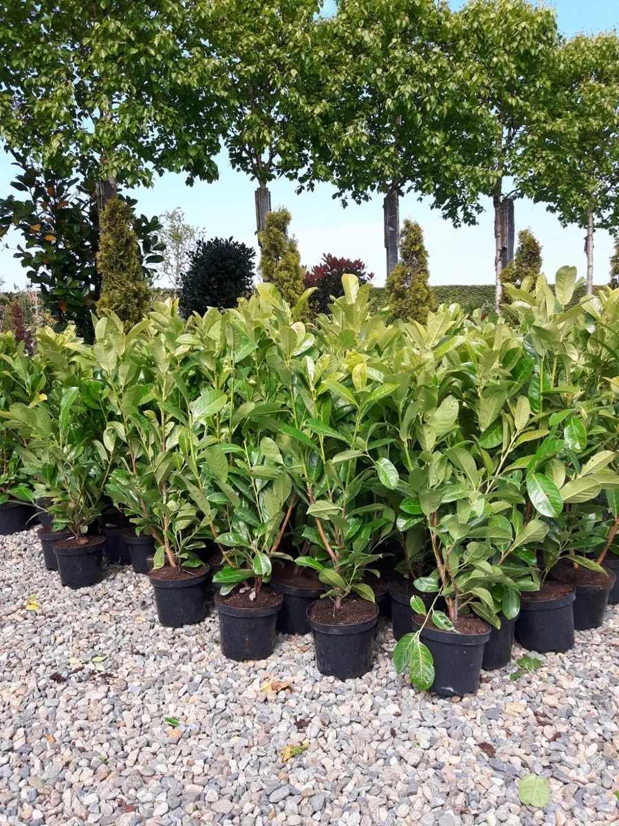 Trees , laurel  hedging - Image 2