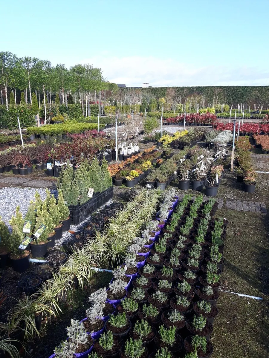 Trees , laurel  hedging - Image 4