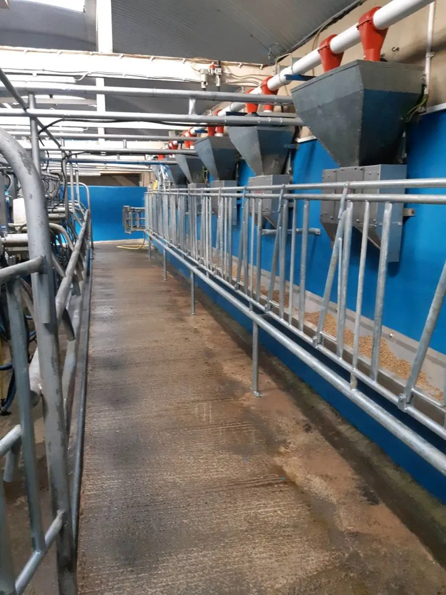 Milking Parlour Locking Stalls