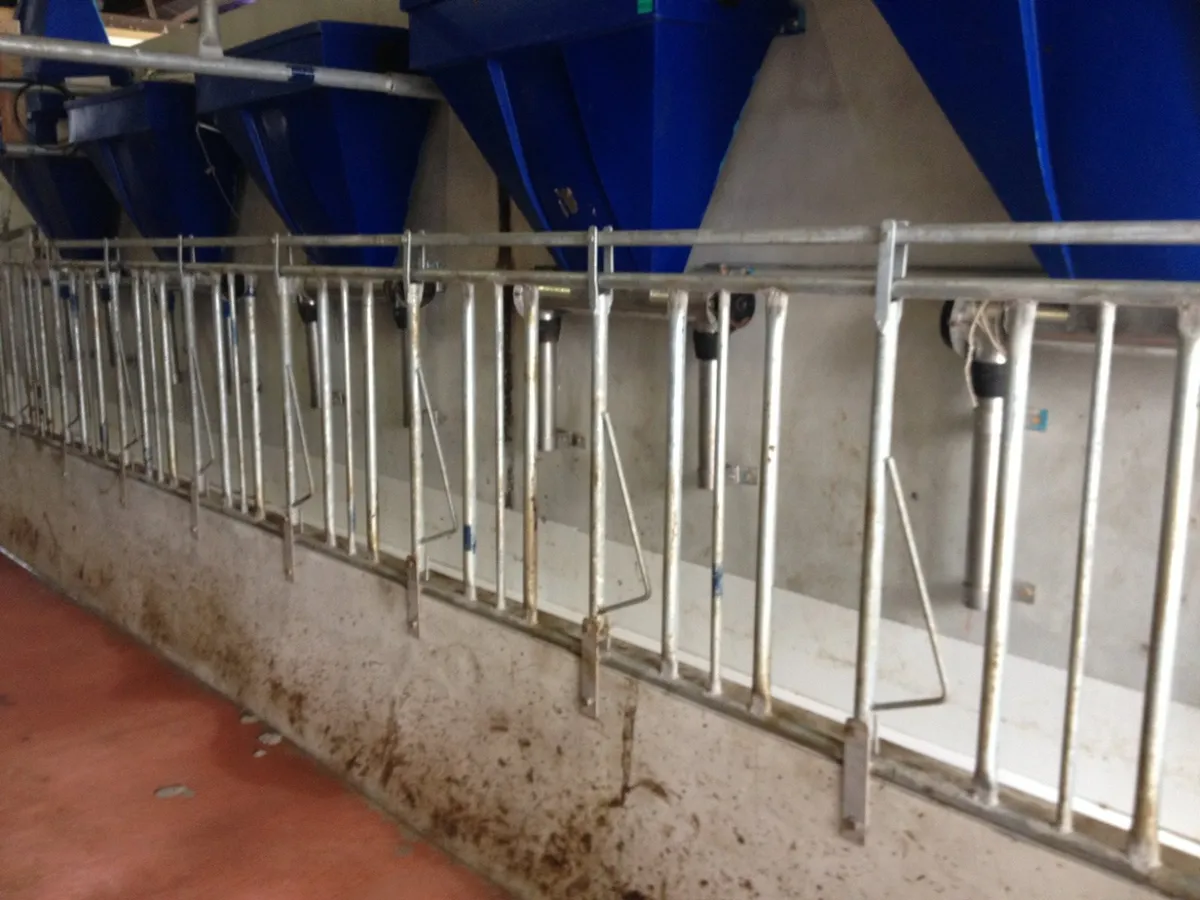 Milking Parlour Locking Stalls - Image 3