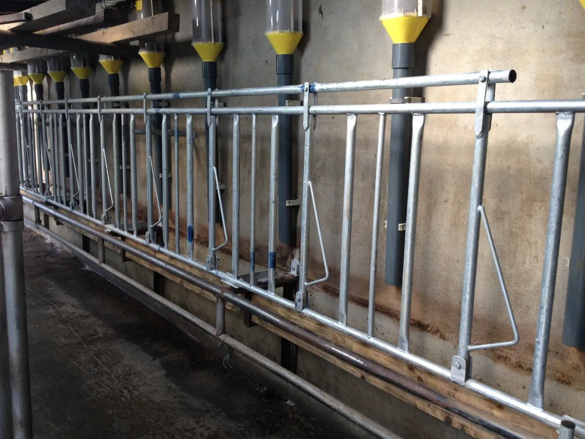 Milking Parlour Locking Stalls - Image 4