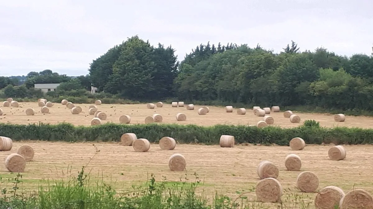 Hay  and straw delivered - Image 1