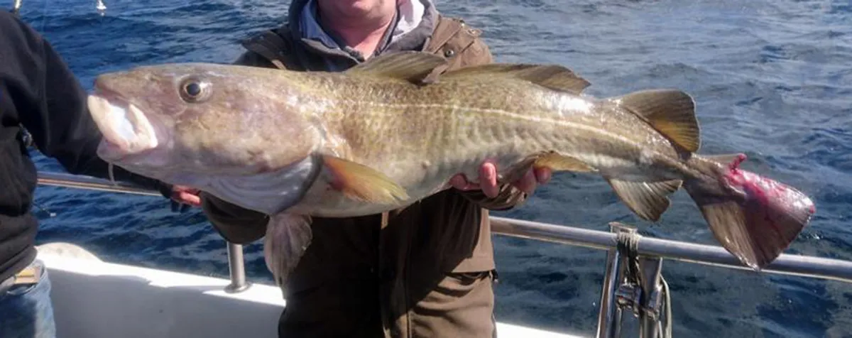 Sea Fishing | Sea Angling | Boat Fishing | Charter - Image 1