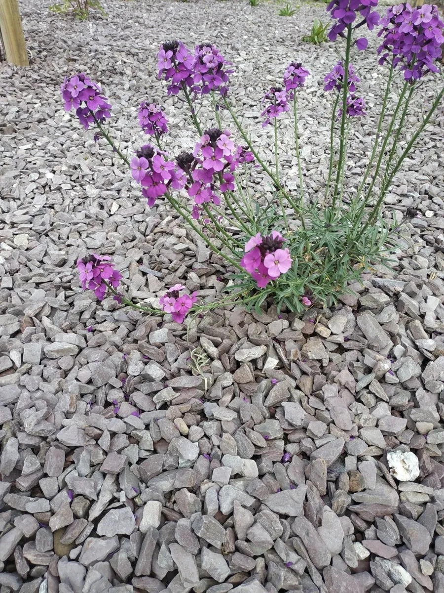 Decorative Stone - Ballycotton Plum Stone