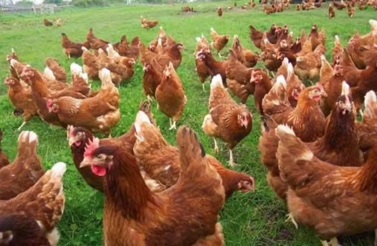 Laying Pullets