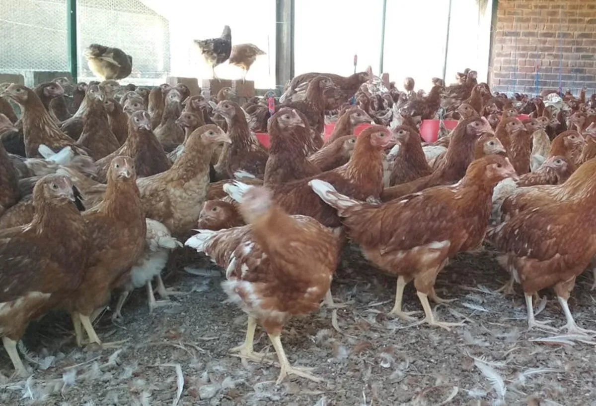 Laying Pullets - Image 2