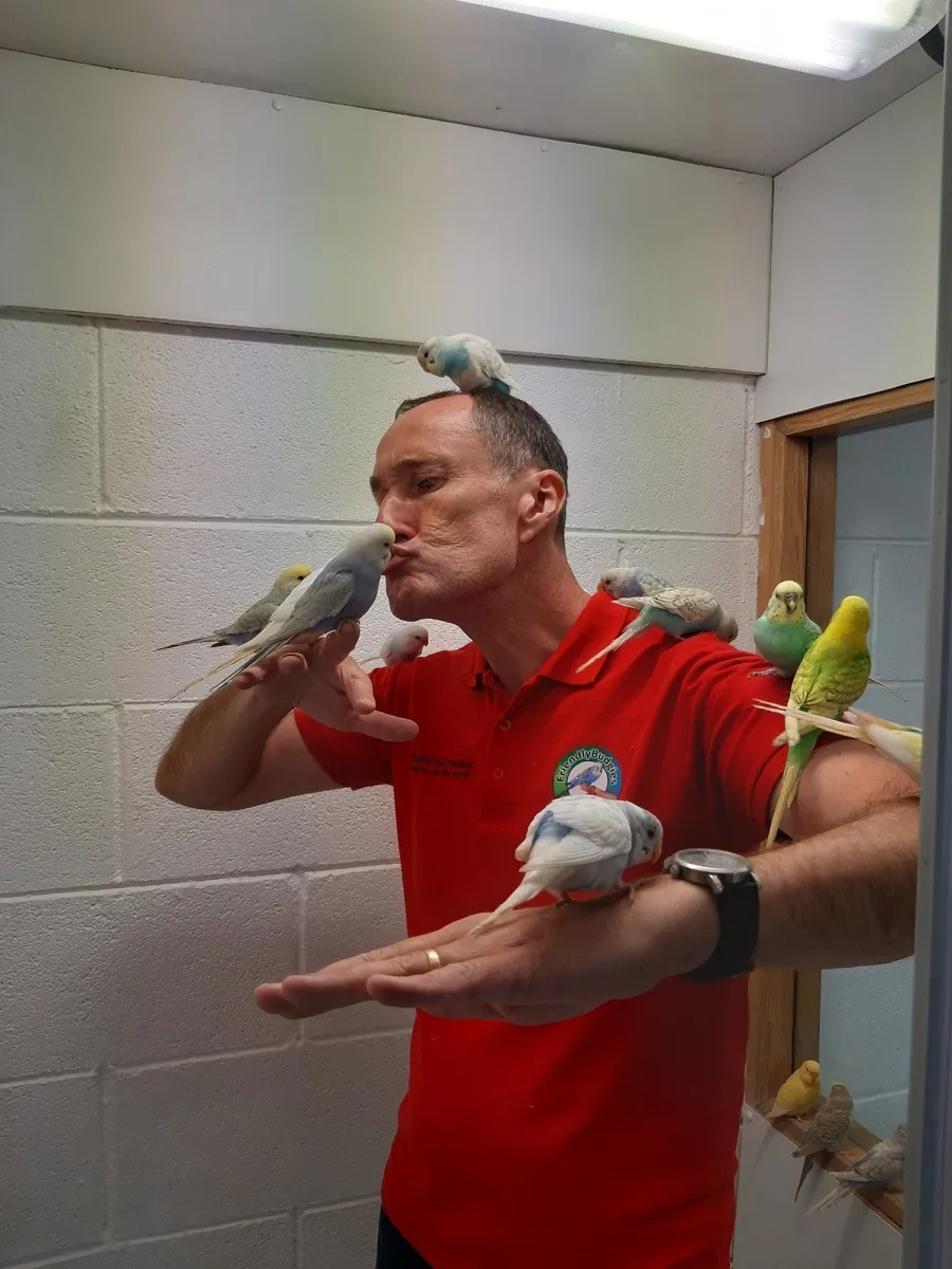 Budgie training service