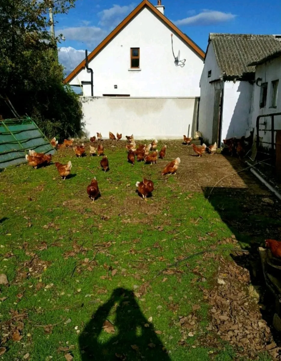 Point of lay pullets (Hens, chickens, Poultry) - Image 3