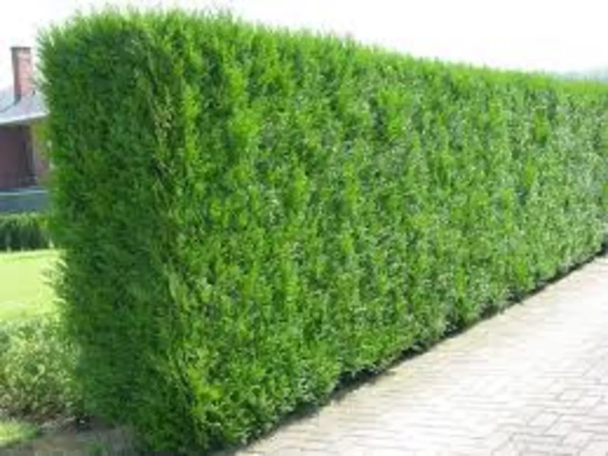 Western red cedar - Image 2