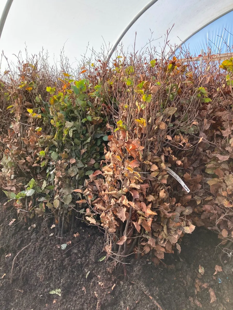 Beech  laurel hedging - Image 1