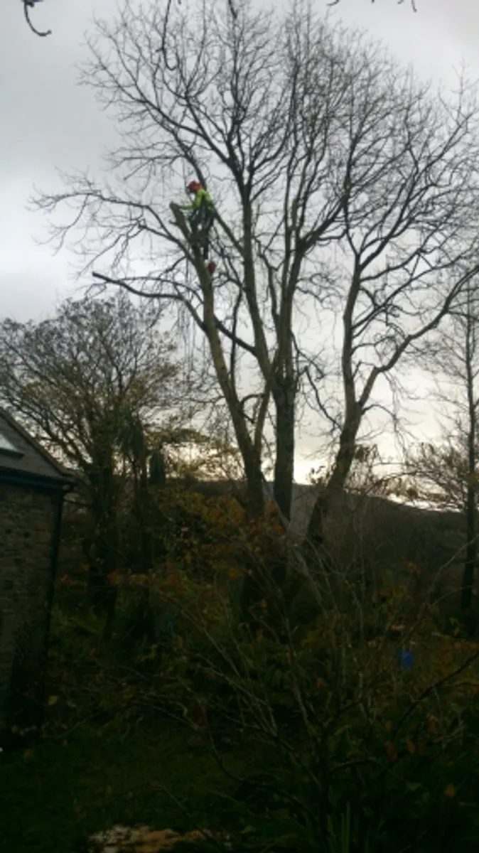 tree down.ie