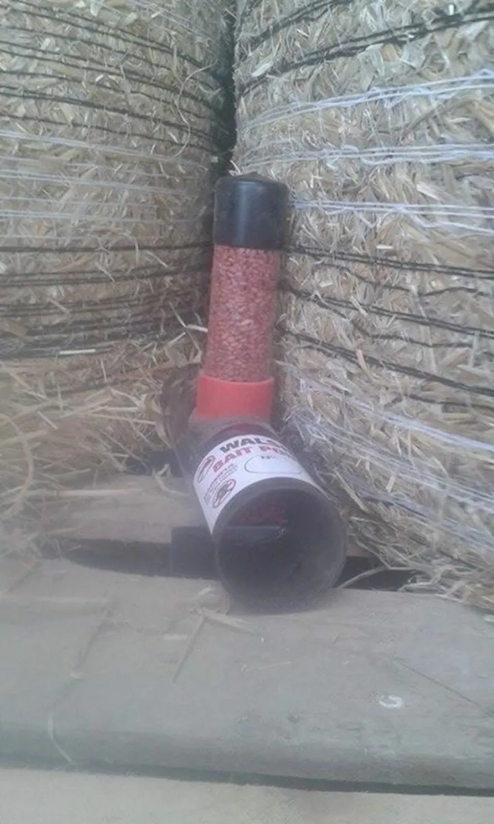STRONGEST Rat Killer / Rat Poison - Image 4
