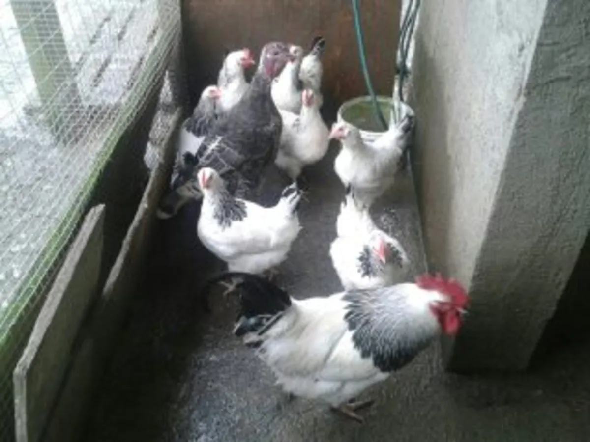 Hens, pullets, Poultry Co kildare - Image 2