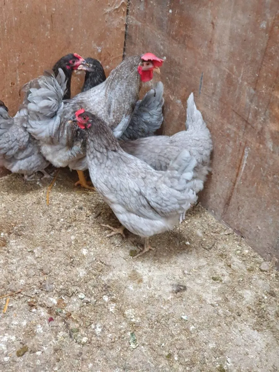 Hens available every day in Co kildare - Image 1