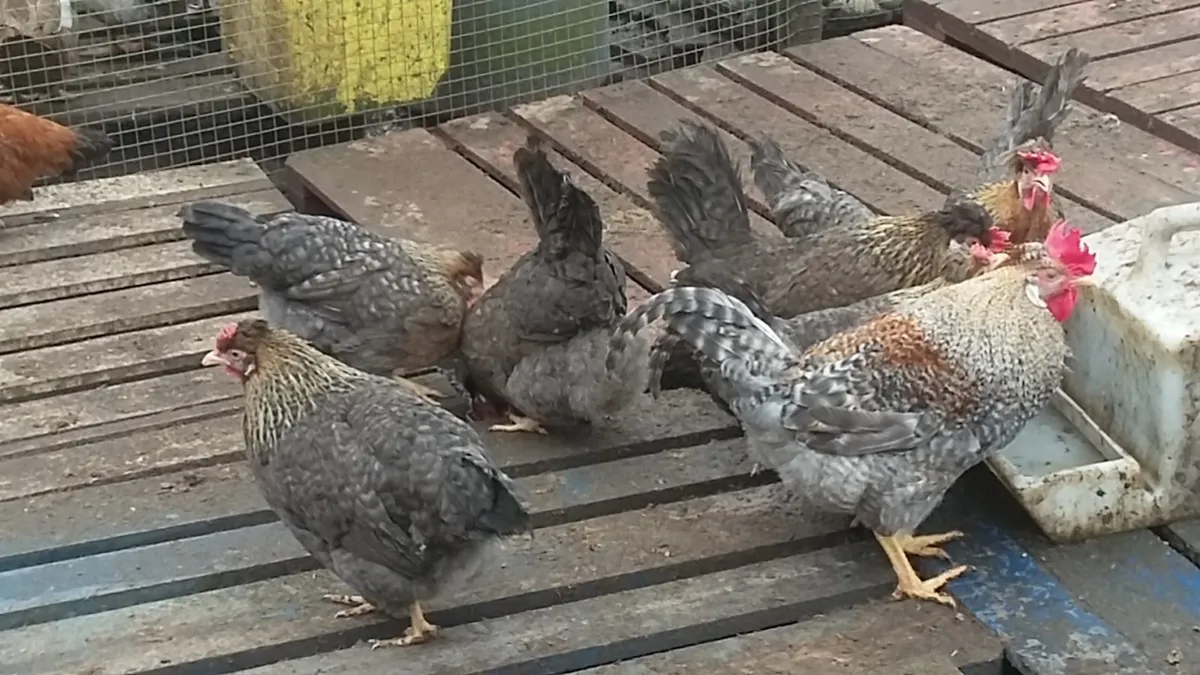 Hens, pullets, Poultry Co kildare - Image 3