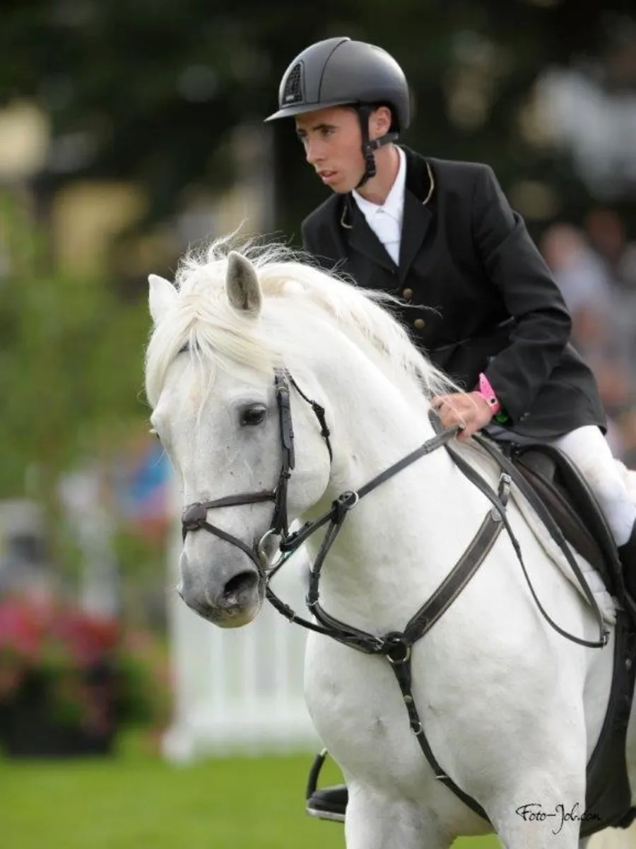 Clifden Silver Class 1 Connemara Stallion AT STUD - Image 3