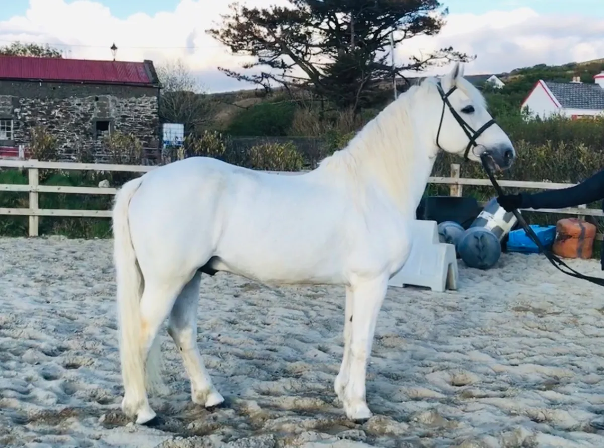 Clifden Silver Class 1 Connemara Stallion AT STUD - Image 4