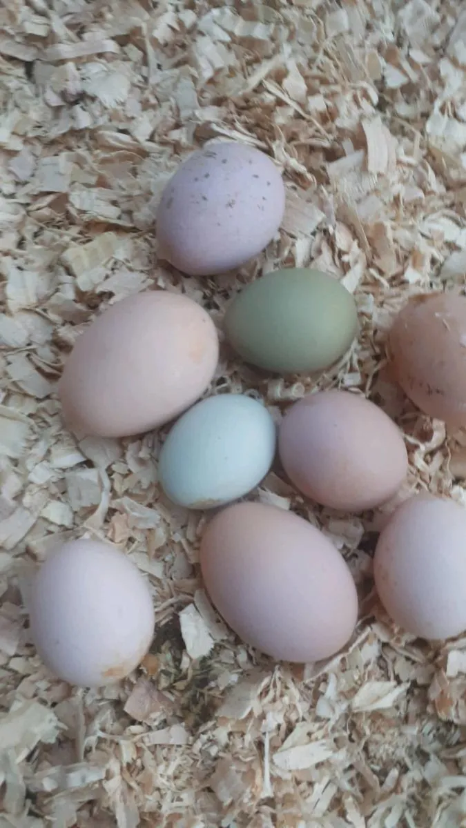 Poultry for sale - Image 2