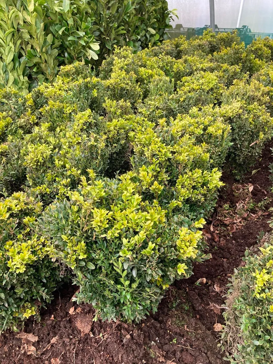 Boxwood , laurel  hedging