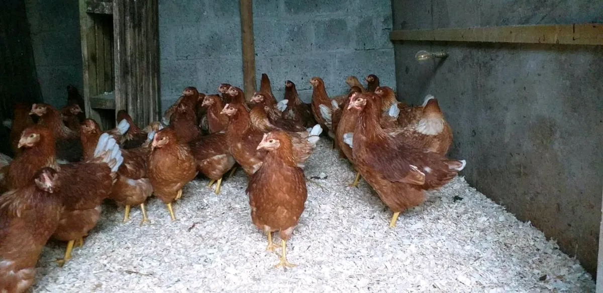 Point of lay pullets