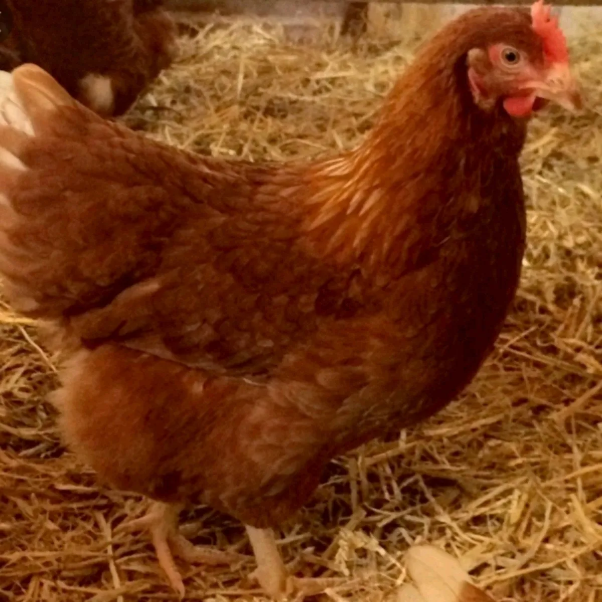 Point of lay pullets - Image 3