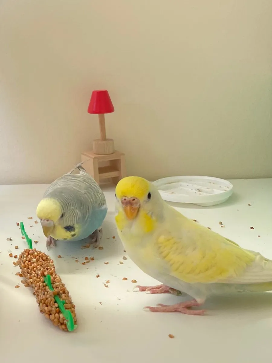 Budgies  cockatails and conure hand reared - Image 3