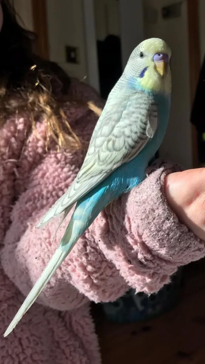 Budgies hand reared budgies also trained - Image 3