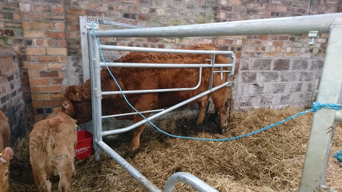 Leam AGRI. Calving gates. Bo steel - Image 2