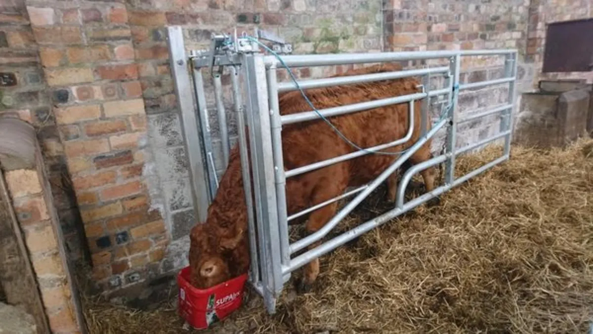 Leam AGRI. Calving gates. Bo steel - Image 3