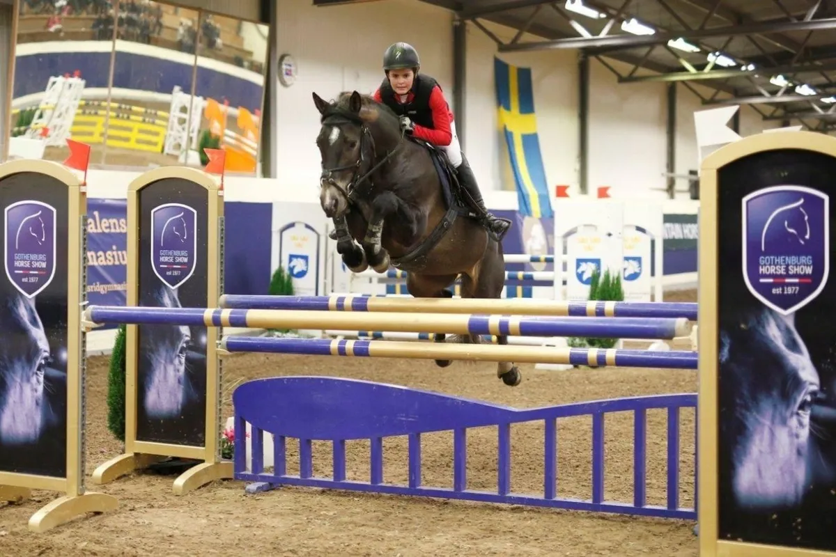 POETIC KELLY Class 1 Connemara Stallion at Stud - Image 3