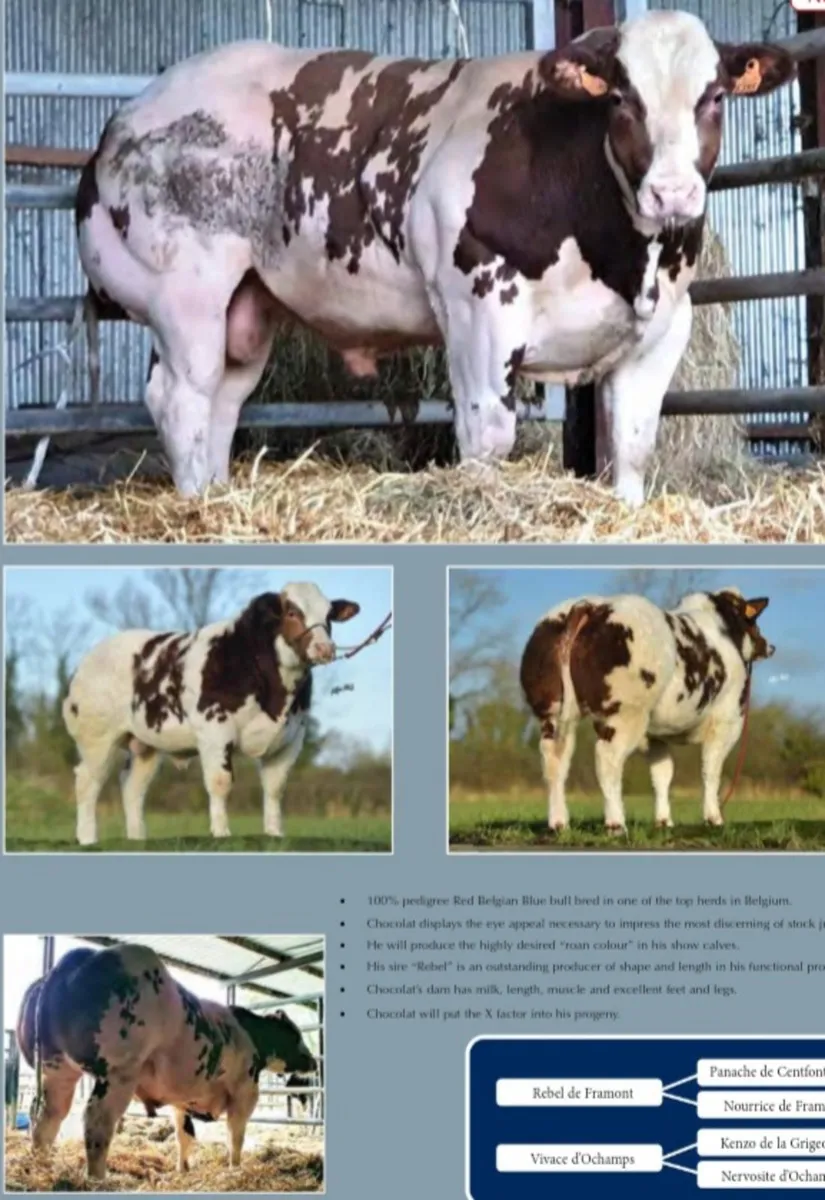 AI  Technician and Cow Scanning Service - Image 1