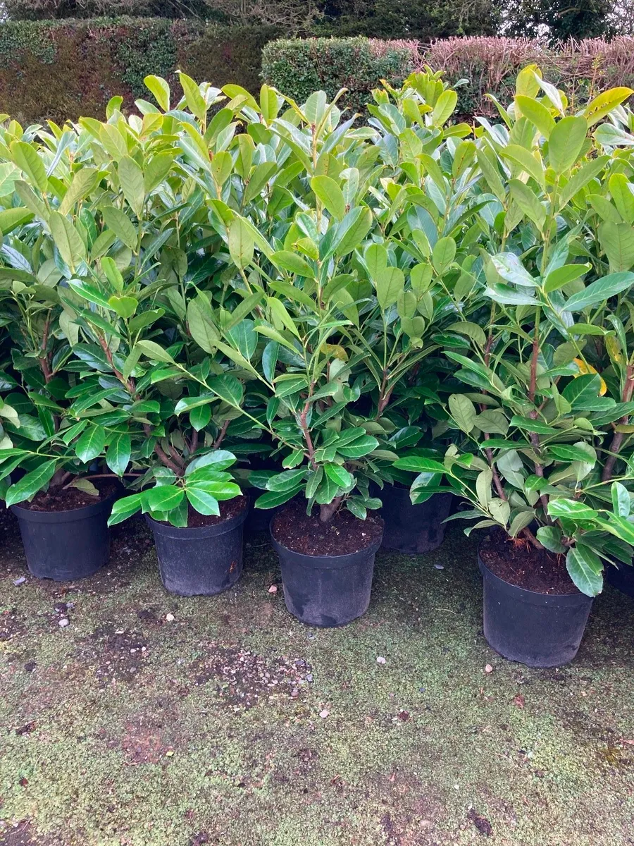 Portuguese Laurel hedging - Image 3